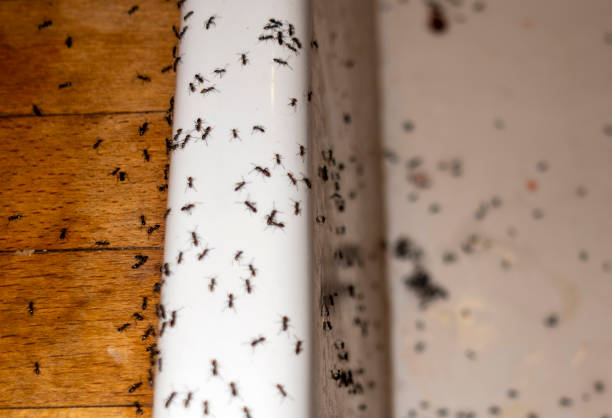 Reliable Makawao, HI Pest Control Solutions